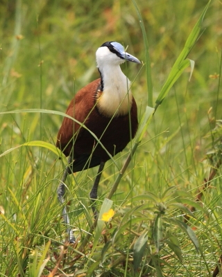 Długoszpon afrykański - Actophilornis africanus - African Jacana
