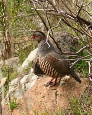 Góropatwa berberyjska - Alectoris barbara - Barbary Partridge