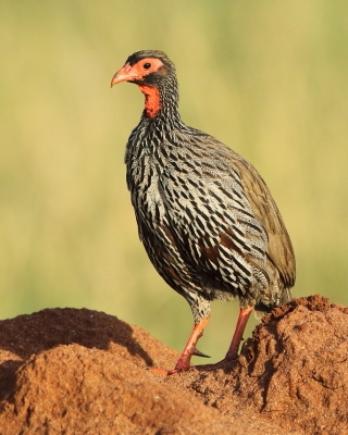 Szponiastonóg czerwonogardły - Red-necked Spurfowl