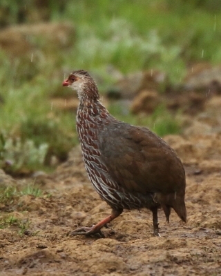 Szponiastonóg kenijski - Pternistis jacksoni - Jackson's Francolin