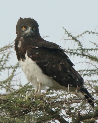 Gadożer białobrzuchy - Circaetus pectoralis - Black-chested Snake Eagle