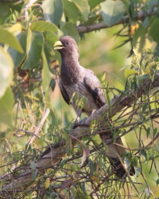 Hałaśnik bury - Crinifer zonurus - Eastern Grey Plantain-eater