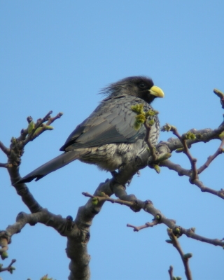 Hałaśnik kreskowany - Crinifer piscator - Western Grey Plantain-eater