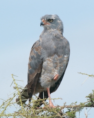 Jastrzębiak mały - Micronisus gabar - Gabar Goshawk