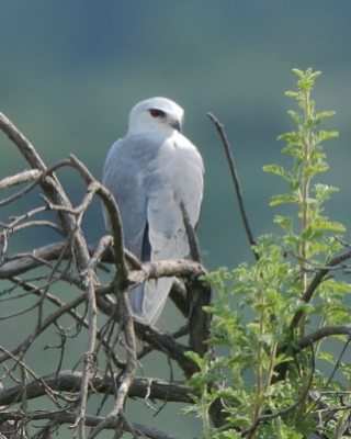 Kaniuk - Elanus caeruleus - Black-winged Kite