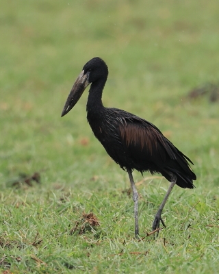 Kleszczak afrykański - Anastomus lamelligerus - African Openbill
