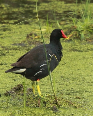 Kokoszka - Gallinula chloropus - Common Moorhen