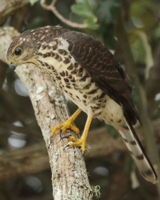 Krogulec trzypręgowy - Accipiter tachiro - African Goshawk