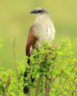 Kukal białobrewy - Centropus superciliosus - White-browed Coucal