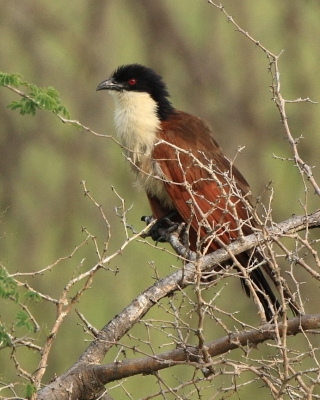 Kukal miedzianosterny - Centropus cupreicaudus - Coppery-tailed Coucal