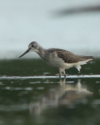 Kwokacz - Tringa nebularia - Common Greenshank