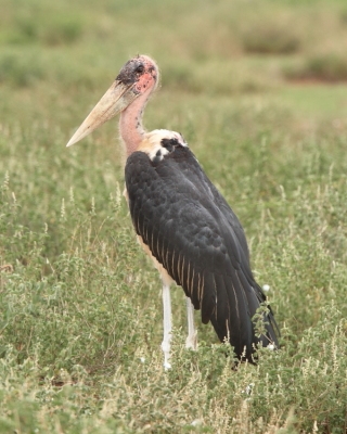 Marabut afrykański - Leptoptilos crumenifer - Marabou