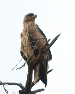  Orzeł sawannowy - Aquila rapax - Tawny Eagle