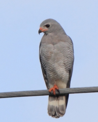 Jaszczurkołap - Kaupifalco monogrammicus - Lizard Buzzard