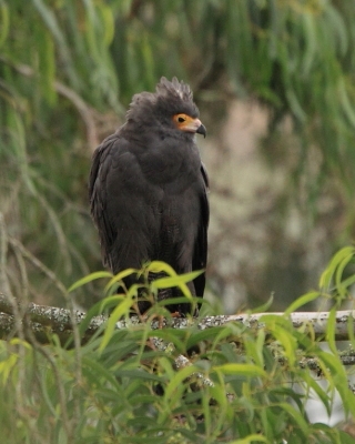 Owadożer palmowy - Polyboroides typus - African Harrier Hawk