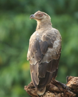 Palmojad - Gypohierax angolensis - Palm-nut Vulture