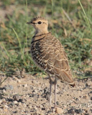 Nocobieg dwuobrożny - Rhinoptilus africanus -  Double-banded Course
