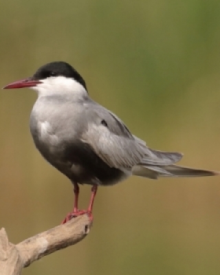 Mewy, Rybitwy - Gulls and Terns