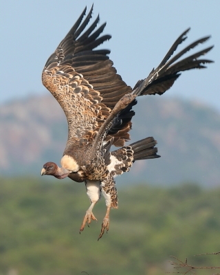 Sęp plamisty - Gyps rueppelli - Rüppell's Vulture