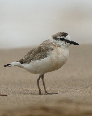 Sieweczka białoczelna - Charadrius marginatus - White-fronted Plover