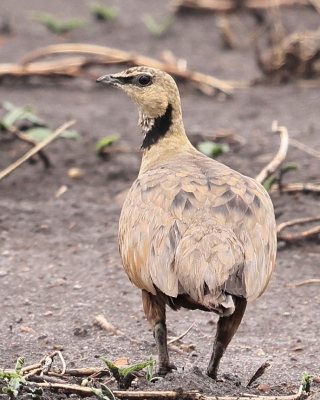 Stepówka żółtogardła - Pterocles gutturalis - Yellow-throated Sandgrouse