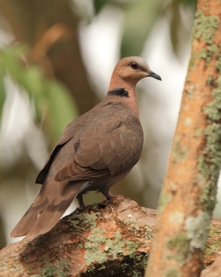 Synogarlica czerwonooka - Streptopelia semitorquata - Red-eyed Dove