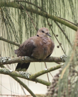 Synogarlica popielata - Streptopelia capicola - Ring-necked Dove
