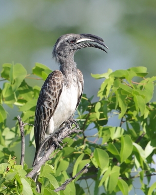 Toko nosaty - Lophoceros nasutus - African Grey Hornbill