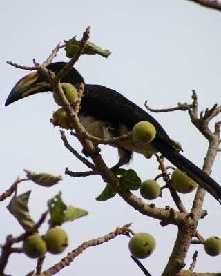 Toko żałobny - Lophoceros fasciatus - African Pied Hornbill
