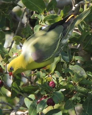 Treron krasnonosy - Treron calvus - African Green Pigeon