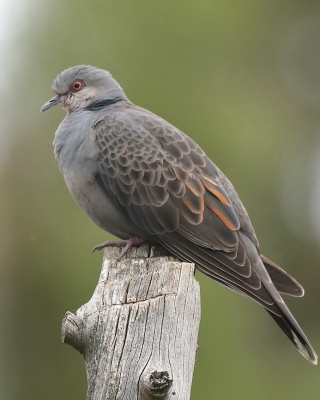 Turkawka żałobna - Streptopelia lugens - Dusky Turtle Dove