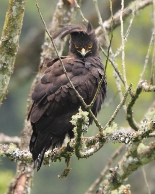 Orlik długoczuby - Lophaetus occipitalis - Long-crested Eagle