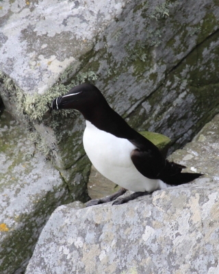 Alka - Alca torda - Razorbill 