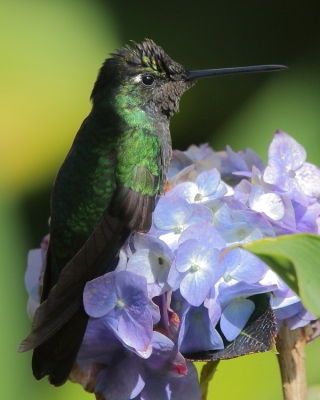 Ametyścik cienkodzioby - Eugenes fulgens - Magnificent Hummingbird