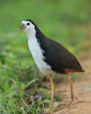 Bagiewnik białopierśny - Amaurornis phoenicurus - White-breasted Waterhen