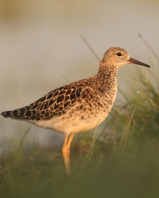 Batalion - Calidris pugnax - Ruff