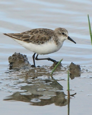 Biegus malutki - Calidris minuta - Little Stint