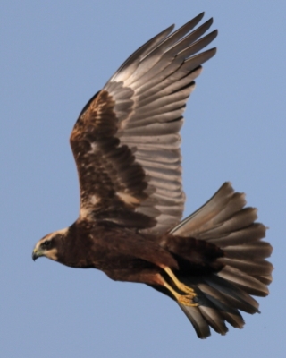 Błotniak stawowy - Circus aeruginosus - Western Marsh Harrier