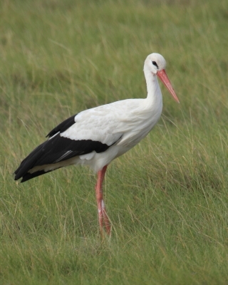 Bocian biały - Ciconia ciconia - White Stork