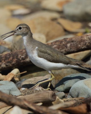 Brodziec plamisty - Actitis macularius - Spotted Sandpiper