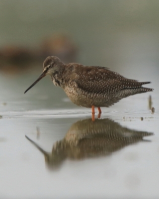 Brodziec śniady - Tringa erythropus - Spotted Redshank