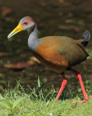 Chruścielak szaroszyi - Aramides cajaneus - Gray-necked Wood Rail