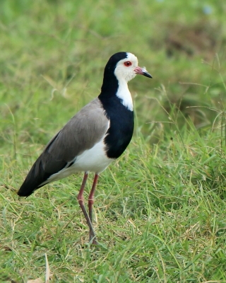 Czajka białolica - Vanellus crassirostris - Long-toed Lapwing