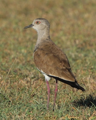 Czajka czarnoskrzydła - Vanellus melanopterus - Black-winged Lapwing