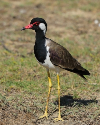 Czajka indyjska - Vanellus indicus - Red-wattled Lapwing