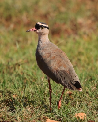 Czajka koroniasta - Vanellus coronatus - Crowned Lapwing
