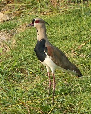 Czajka miedziana - Vanellus chilensis - Southern Lapwing