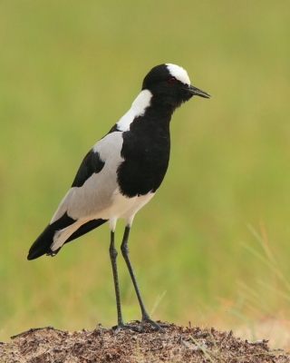 Czajka srokata - Vanellus armatus - Blacksmith Lapwing