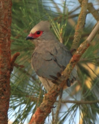 Czepiga czerwonolica - Urocolius indicus - Red-faced Mousebird