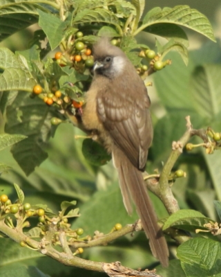 Czepiga rudawa - Colius striatus - Speckled Mousebird